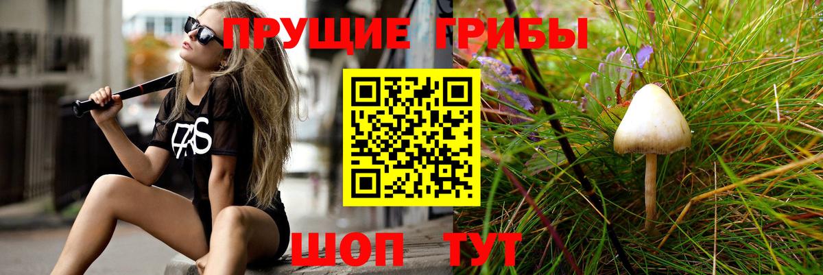 Псилоцибиновые грибы Psilocybe Тобольск